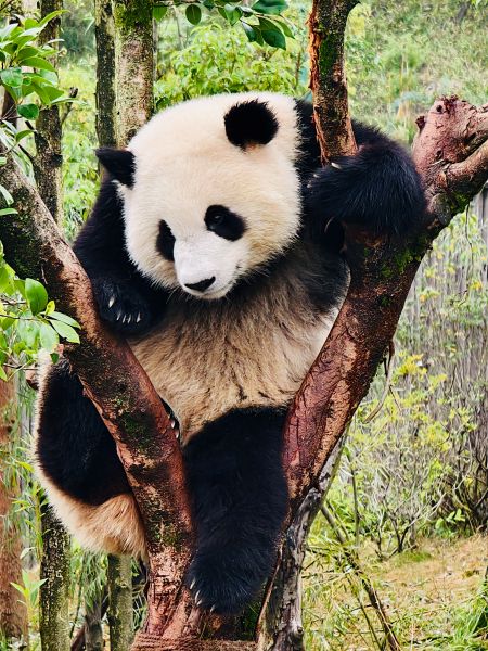 熊貓11.jpg